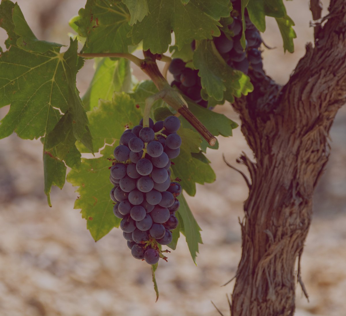 Grenache